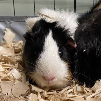 Rescue Guinea Pig Guinea Pigs for Adoption in Middlebury, Vermont - Brandi | PetCurious